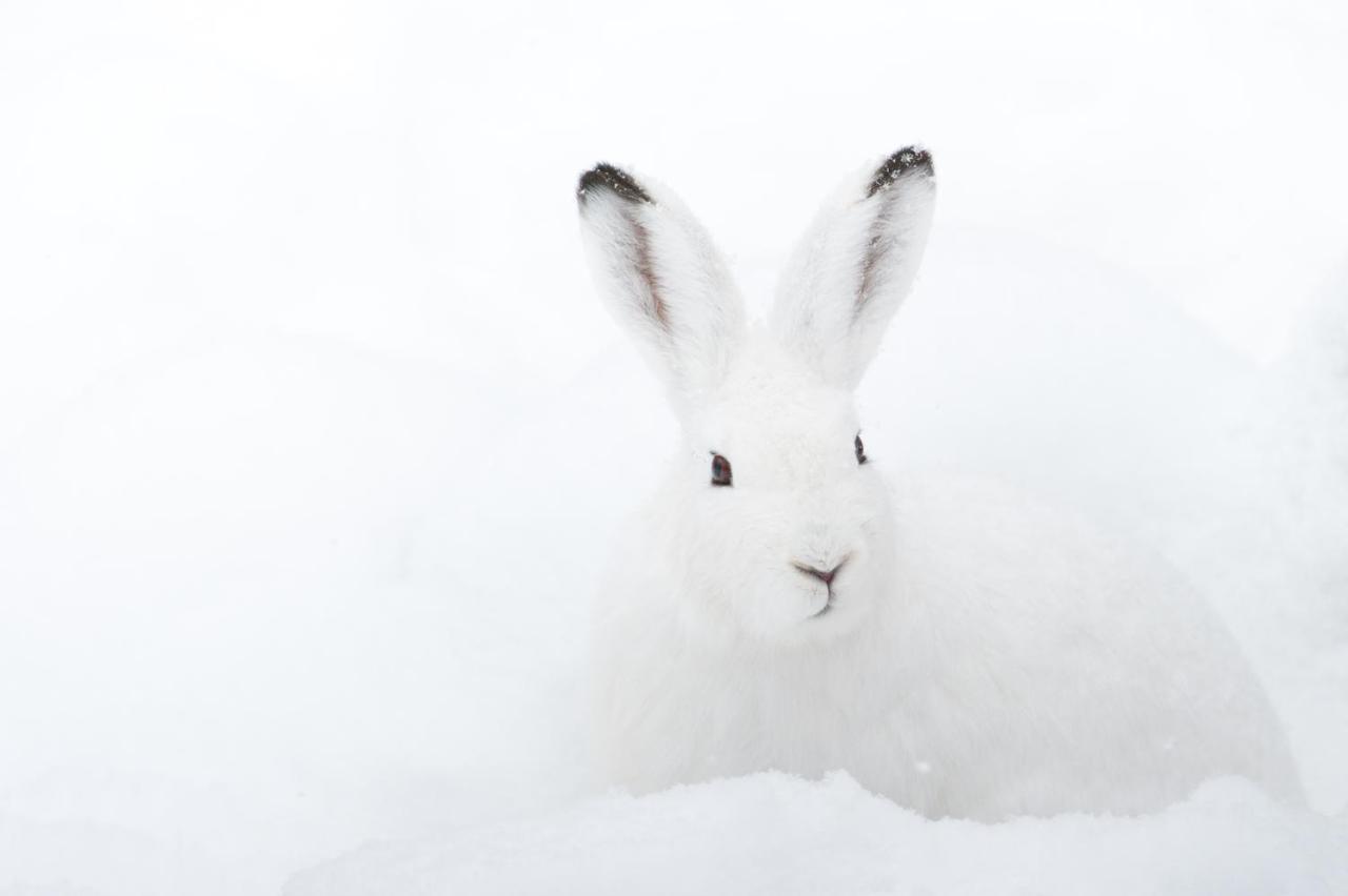 Chalet ?Snow Bunny? Stadl an der Mur Eksteriør billede